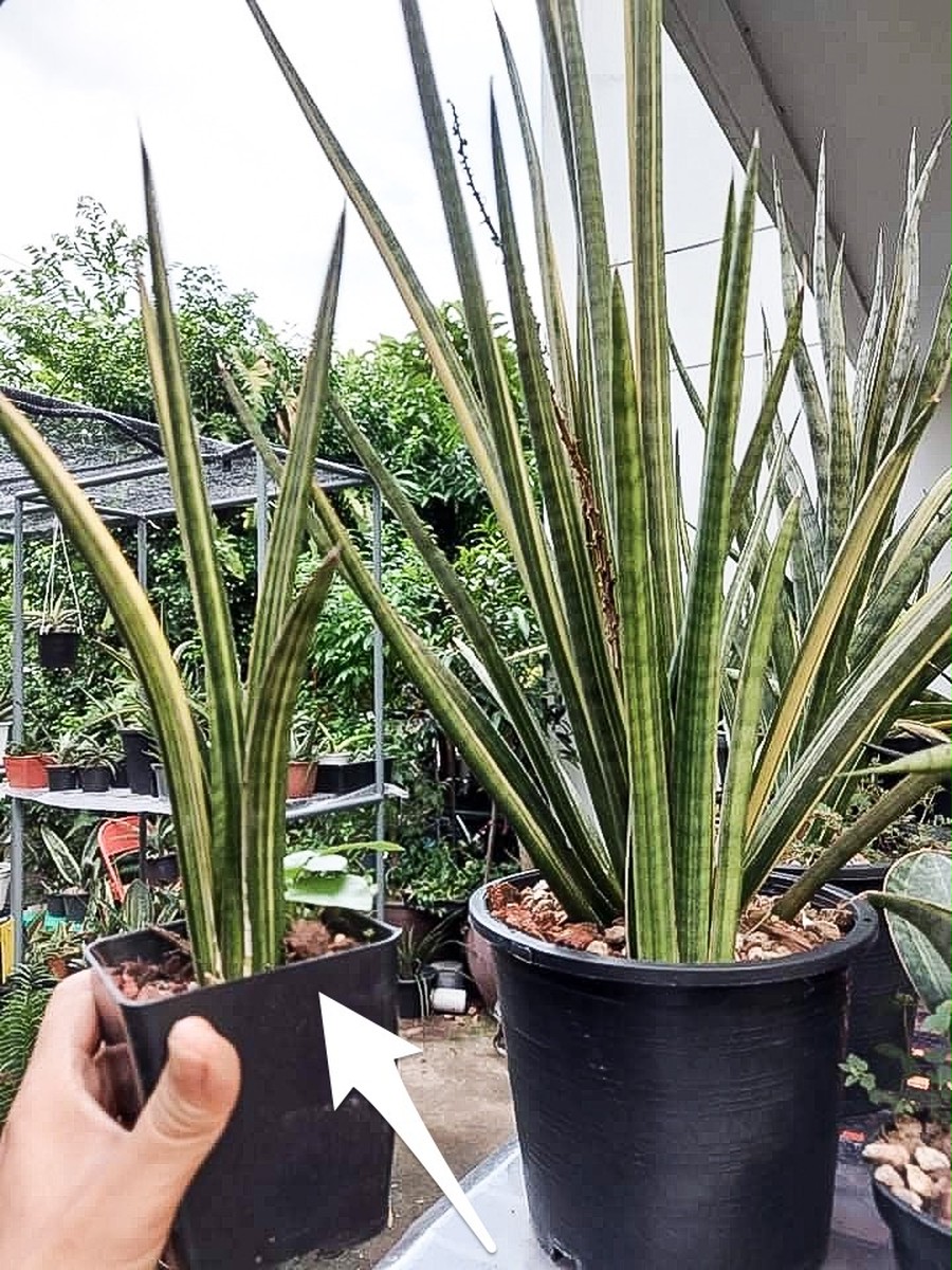 サンセベリア ゼブラ 「Sansevieria Zebra (by Unyamanee Gar