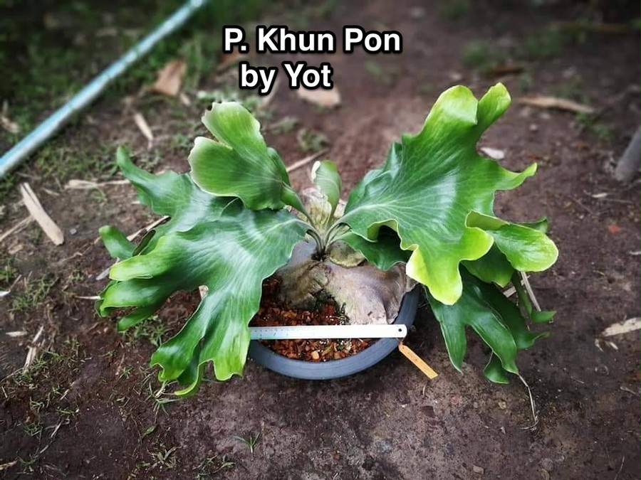 P.Khun Phon (Yot#14)【artPLANTs】 ビカクシダ/Platycerium | artPLANTs （アートプランツ）