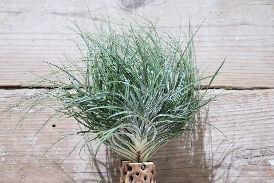 stricta var. piniformis〔エアプランツ〕T5261 stricta var. piniformis〔エアプランツ〕T5261 Tillandsia