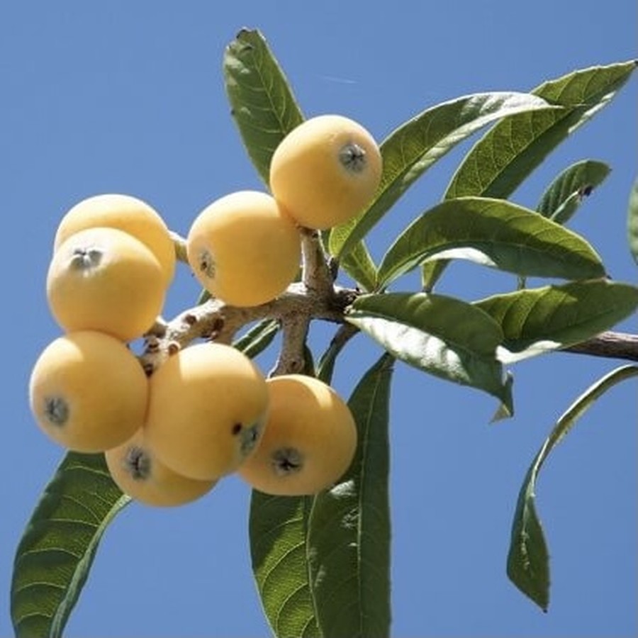 幻の白びわ の葉を使用 ほわっとびわ茶 2ｇ6個入り 6袋セット Sonic Marche ソニックマルシェ