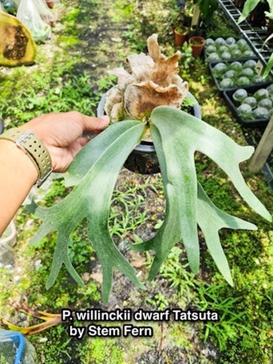 P.Willinckii Dwarf Tatsuta 【artPLANTs】ビカクシダ/Platycerium ...