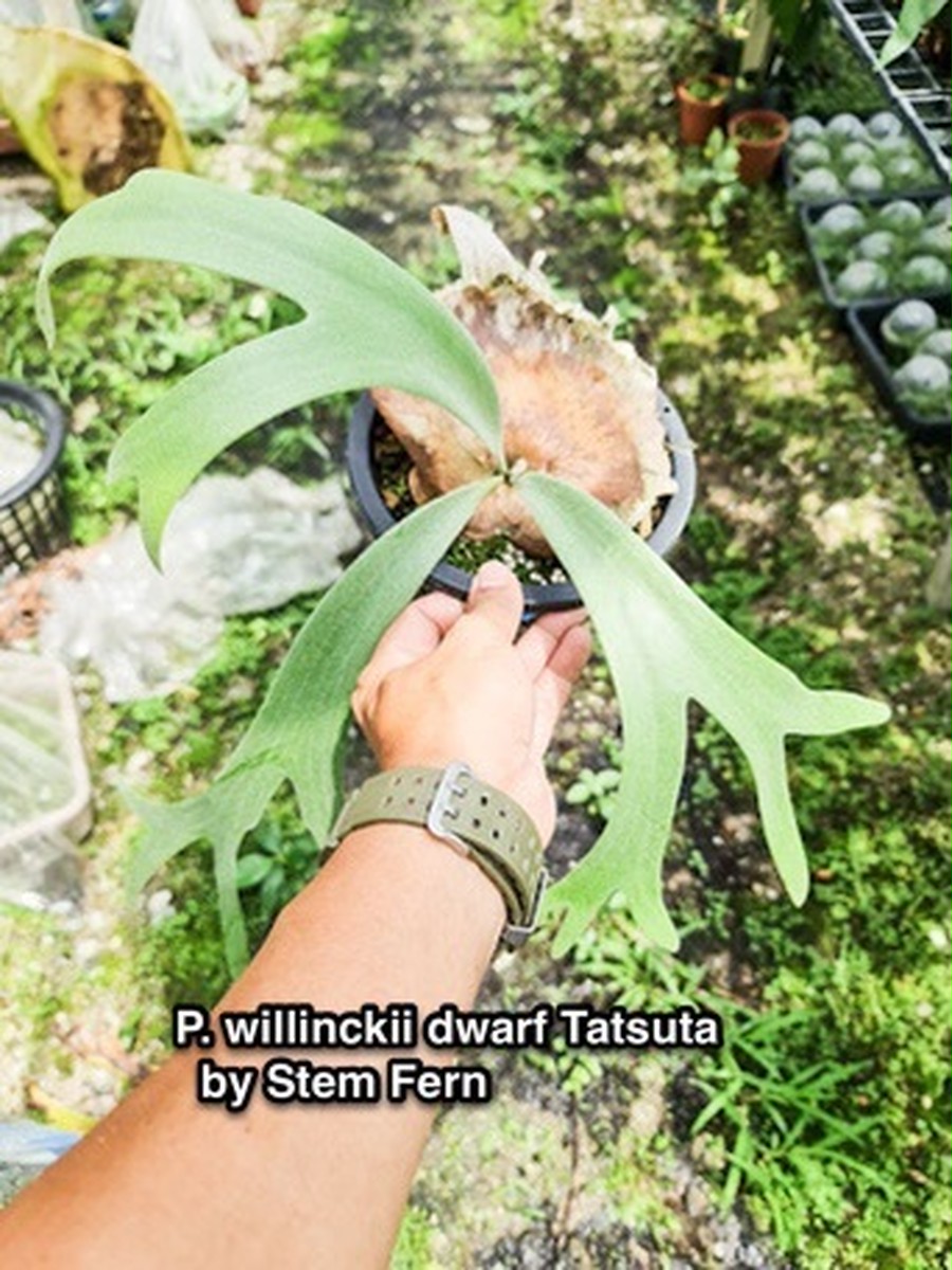 P.Willinckii Dwarf Tatsuta 【artPLANTs】ビカクシダ/Platycerium