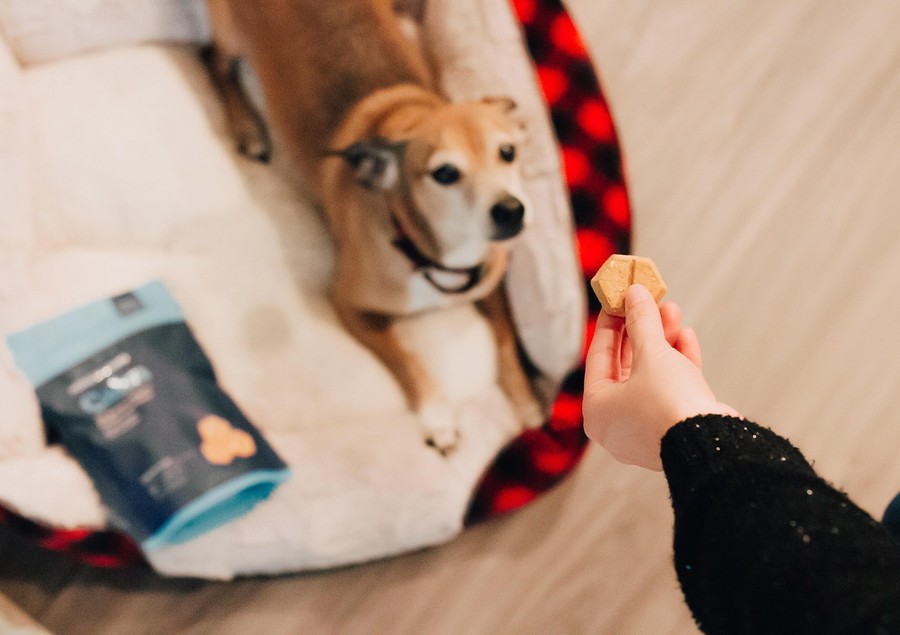 Health 犬の尿路の健康に ニューヨーク生まれのオーガニック骨型おやつ クランベリー 犬 アウトドア店 ロッコウウルフ Rokkowolf