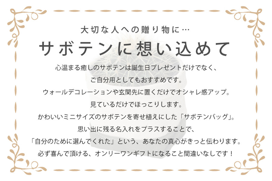 キンシャチ サボテン 金鯱 Echinocactus Grusonii キャメル Saboten Fukuro