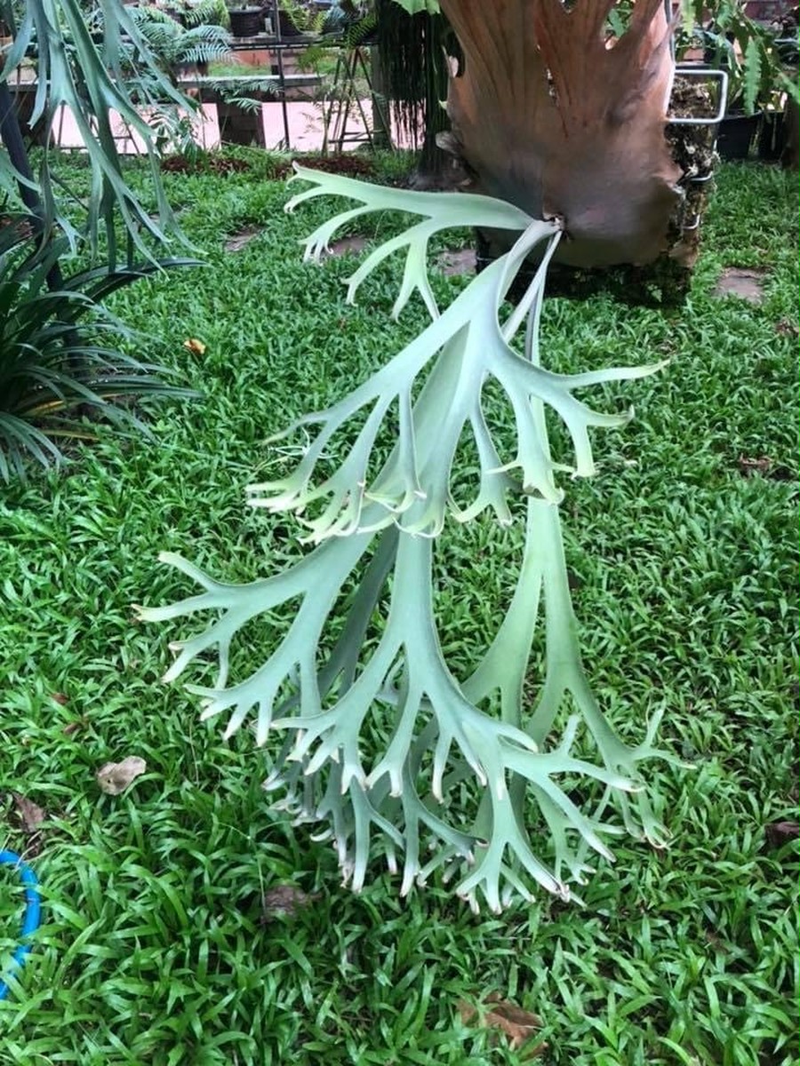 P.Willinckii cv. Coral (Sporelings) 【artPLANTs】ビカクシダ/Platycerium |  artPLANTs （アートプランツ）