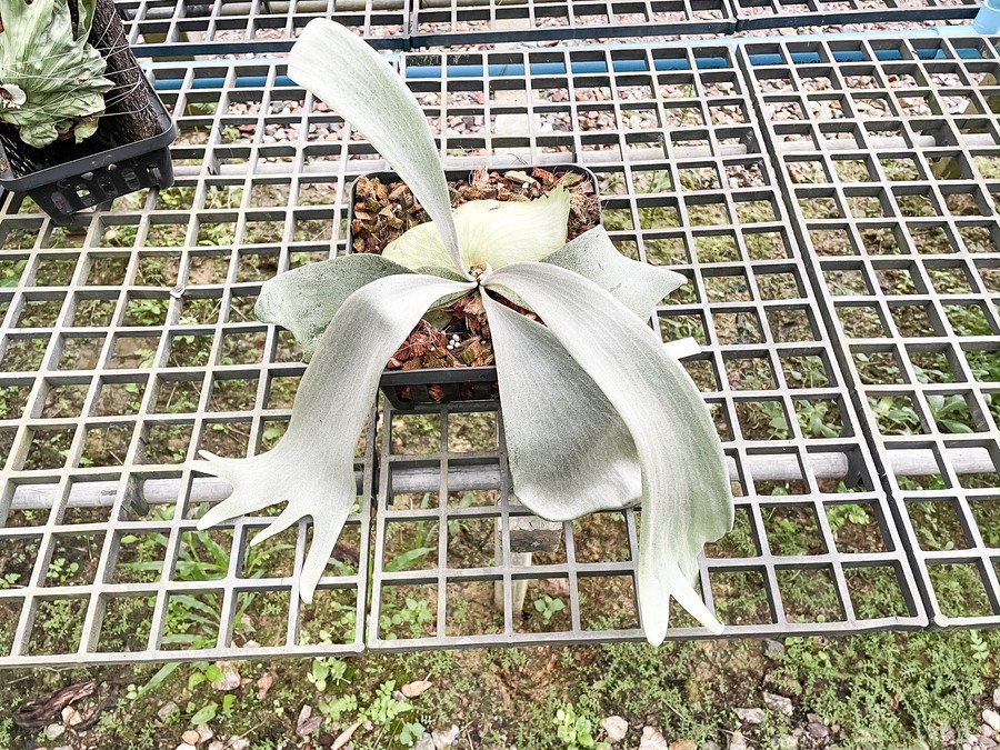 P. Snow White, willinckii Bogor Sudan, hillii Pumila Kew Garden