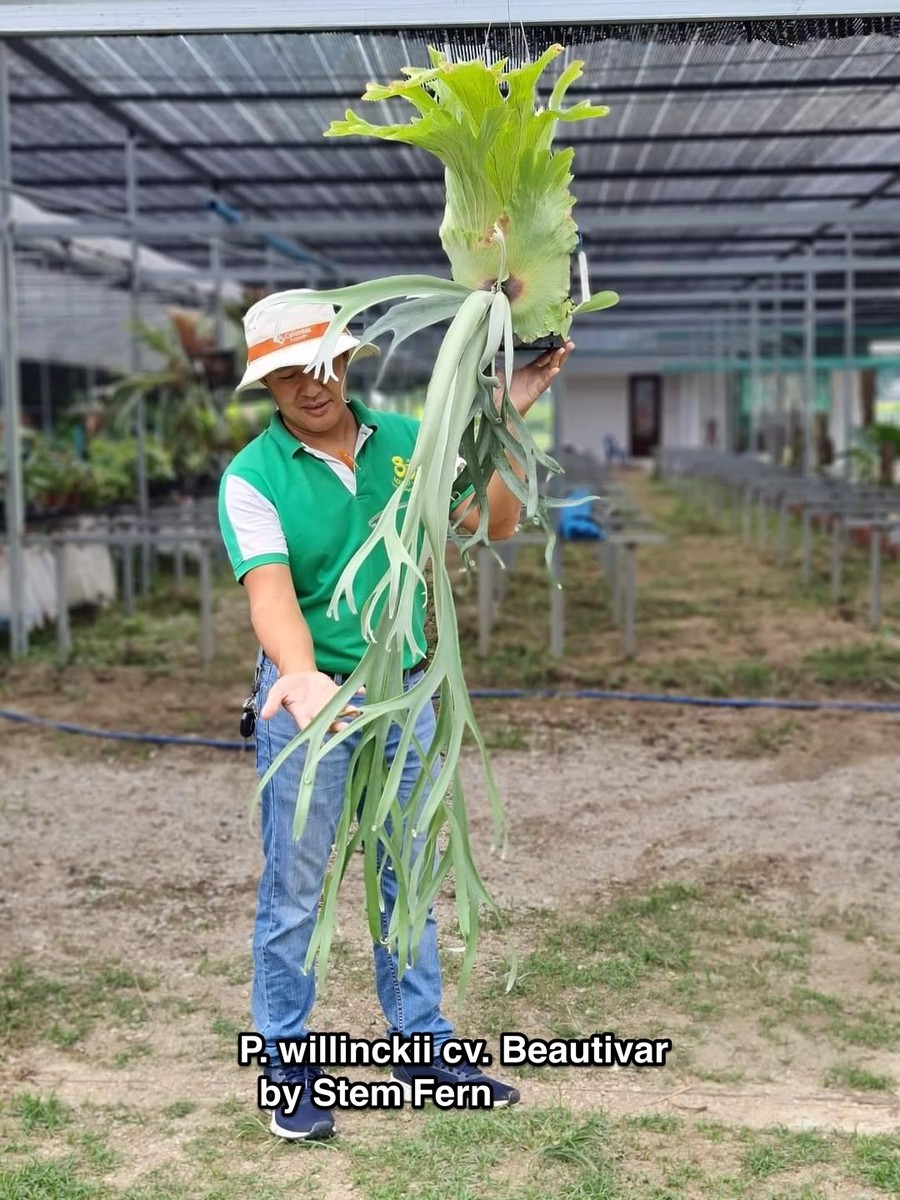 P.willinckii cv. Kabkaew 【artPLANTs/PLANTS GARAGE