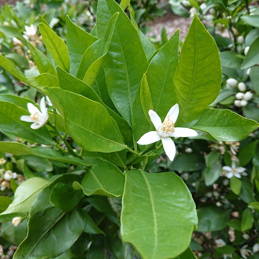 今年の冬は暖かく、春は寒くなり心配しましたが無事、花を咲かせてくれました。