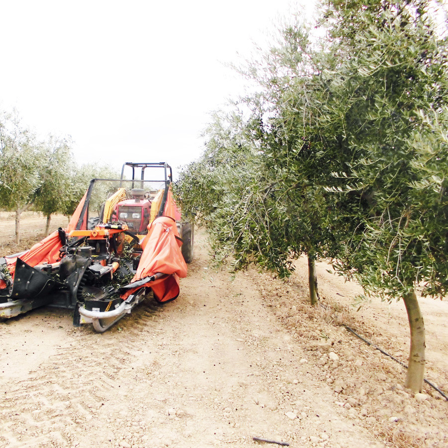 １）品質管理に厳しいスペインの契約農場で有機栽培されたオリーブ果実だけを使用
