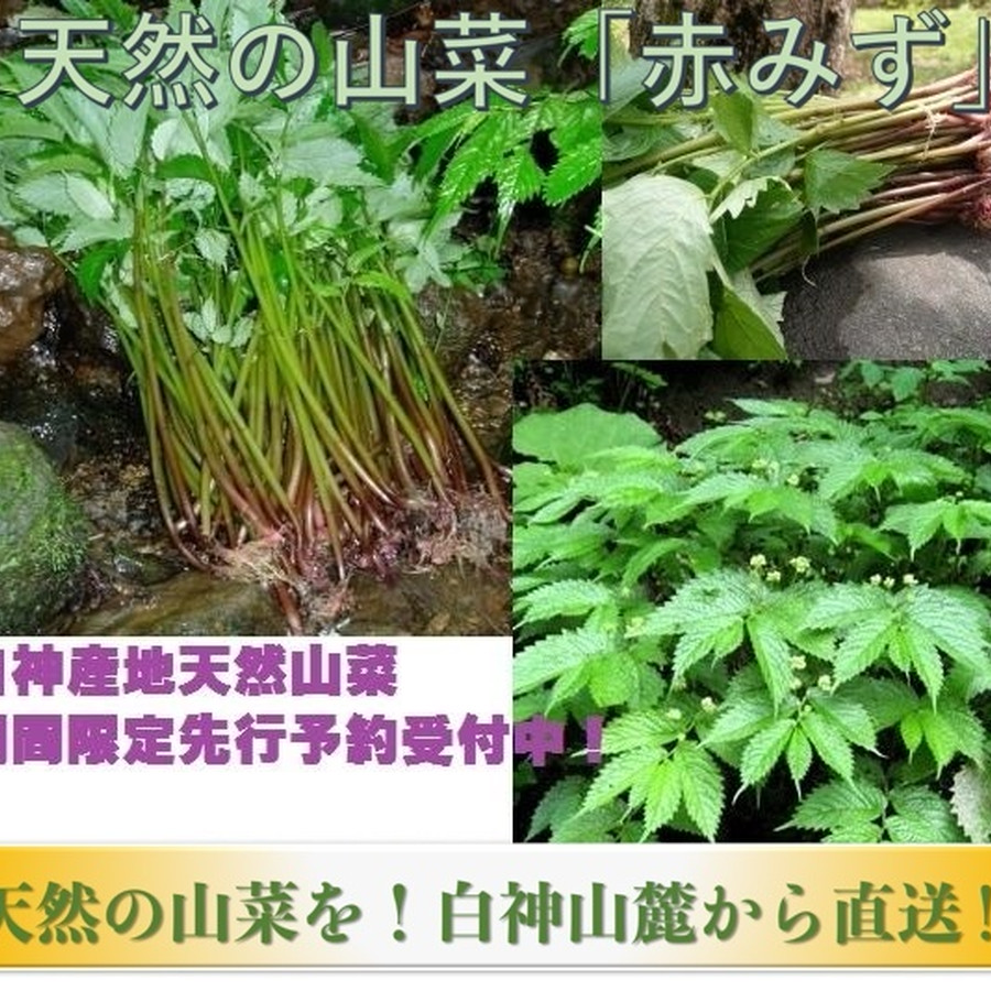 早期予約受付中 天然山菜 天然みず ３００ｇ 自然の恵み 限定予約販売 青森県白神山麓便 送料無料 クール便 こだわり市場