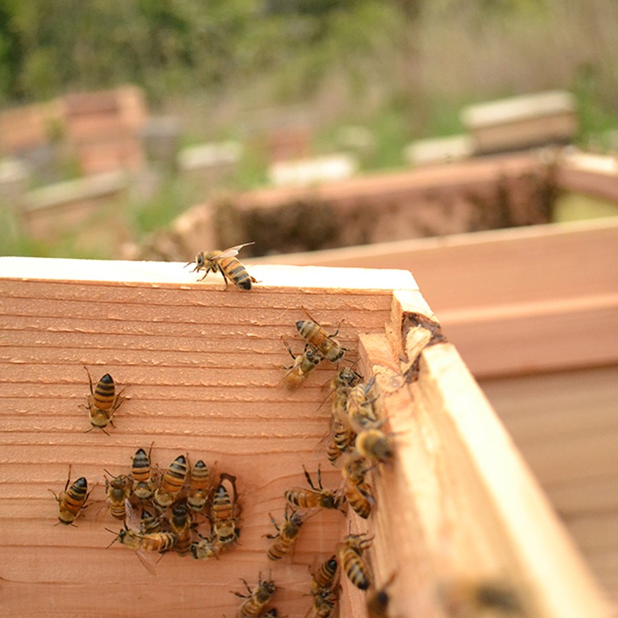 養紡屋のハチミツは全て抗生物質不使用蜜蜂で採蜜しています