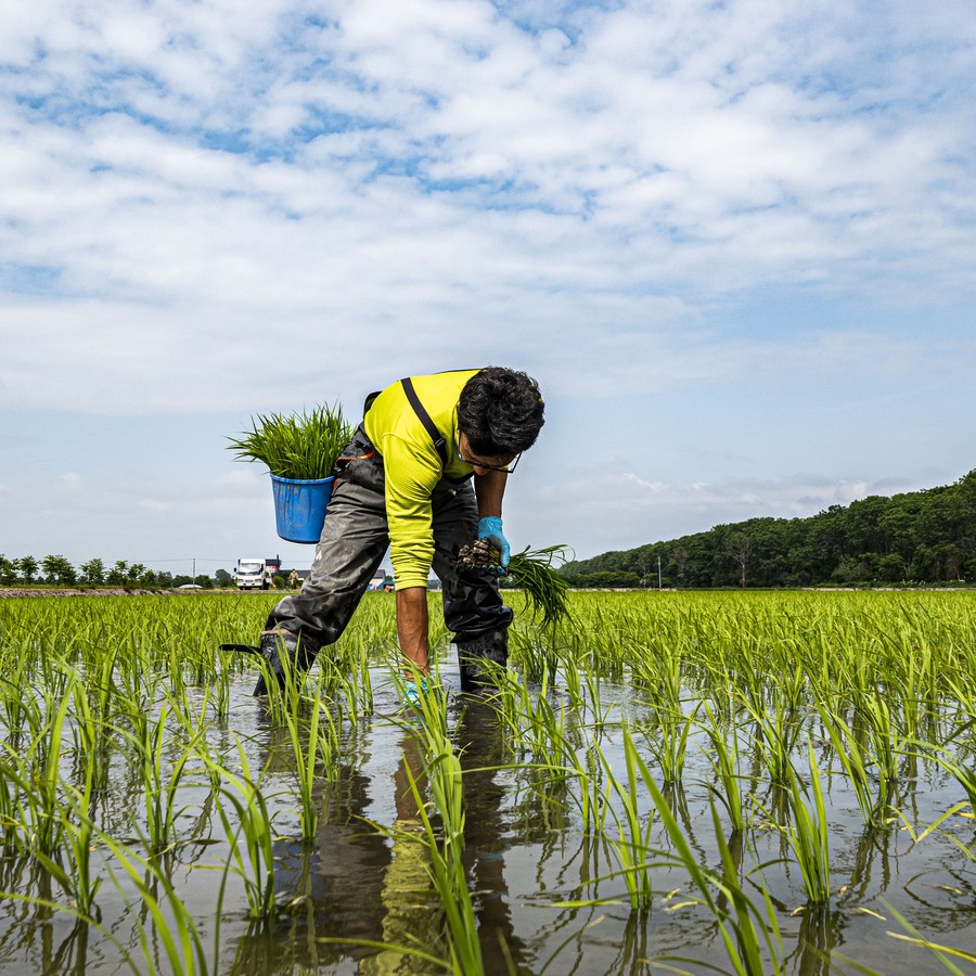 北海道南幌町の田んぼで、農猿のメンバーたちが丹生を込めて育てた「ゆめぴりか」を１００％使っています。