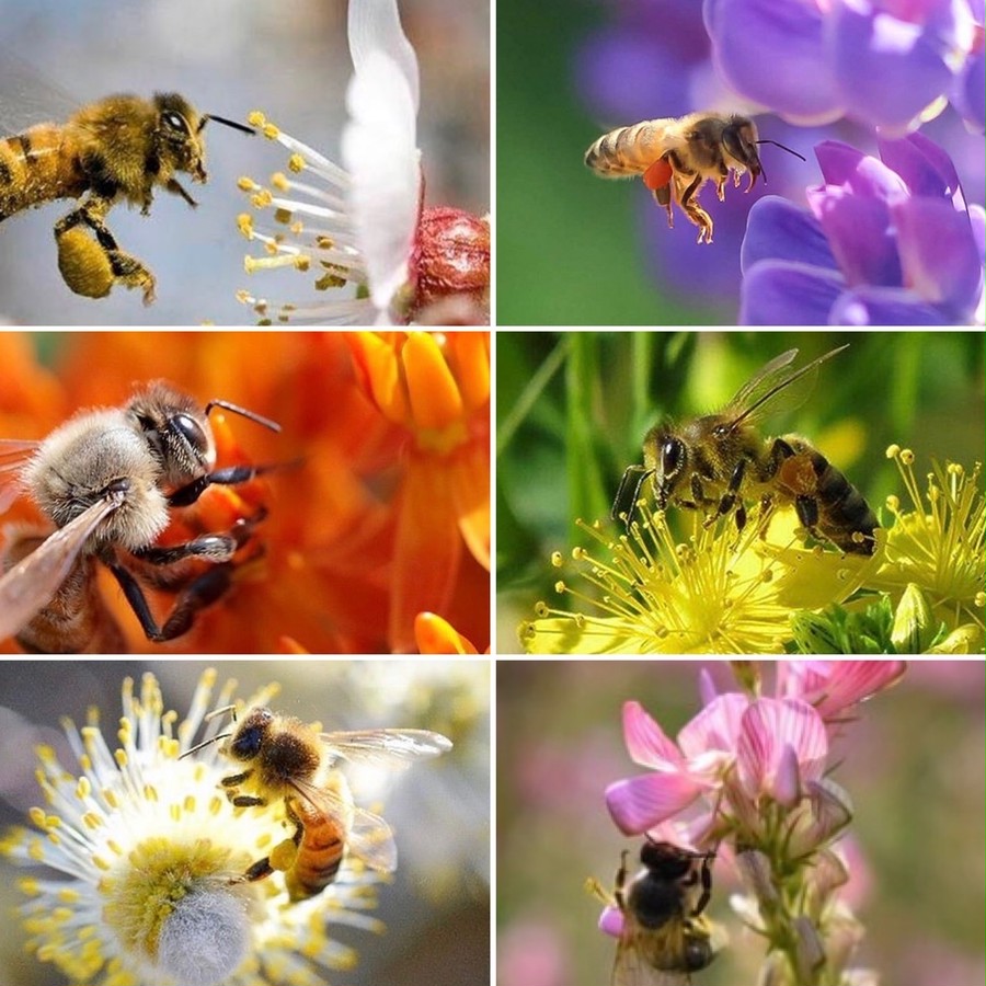 高山帯でも生育する驚異的な生命力を持つ蜜蜂たち