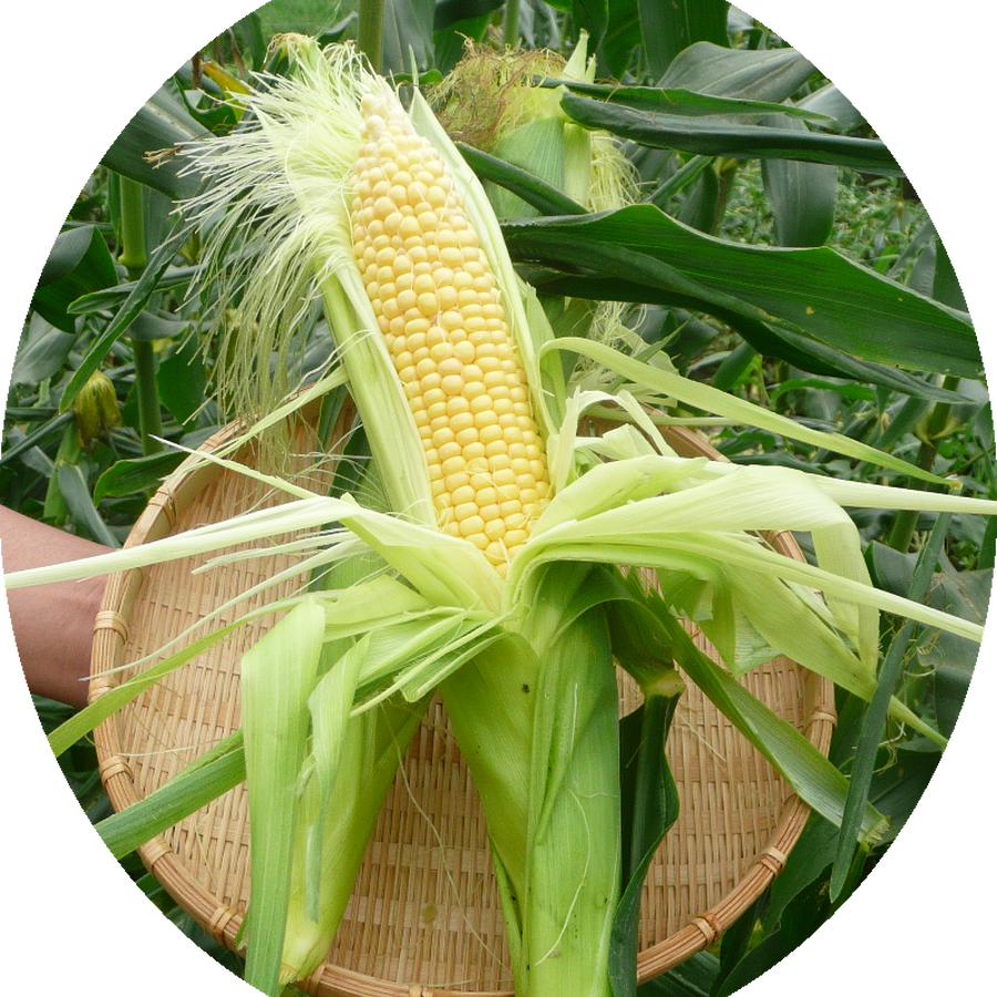 新鮮野菜 早期予約 八甲田きみゴールド 秀品 ２４本入 箱 青森県南八甲田山産 送料無料 産地直送 こだわり市場