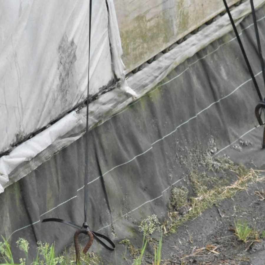 ビニールハウスの横にネットを引き、小さな虫の侵入を防いでいます。
