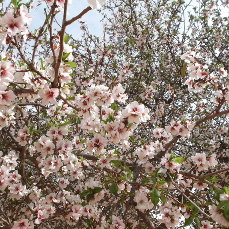 桜によく似たアーモンドの花