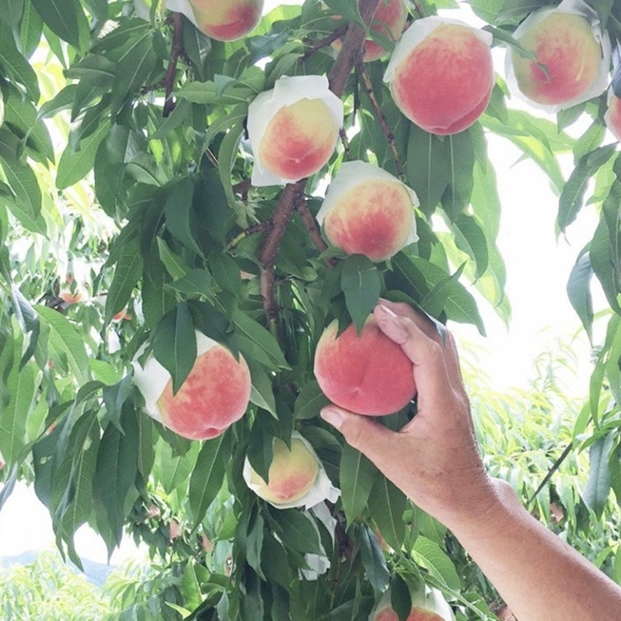 山梨県は日本一の桃の生産量です。7月から8月が旬です