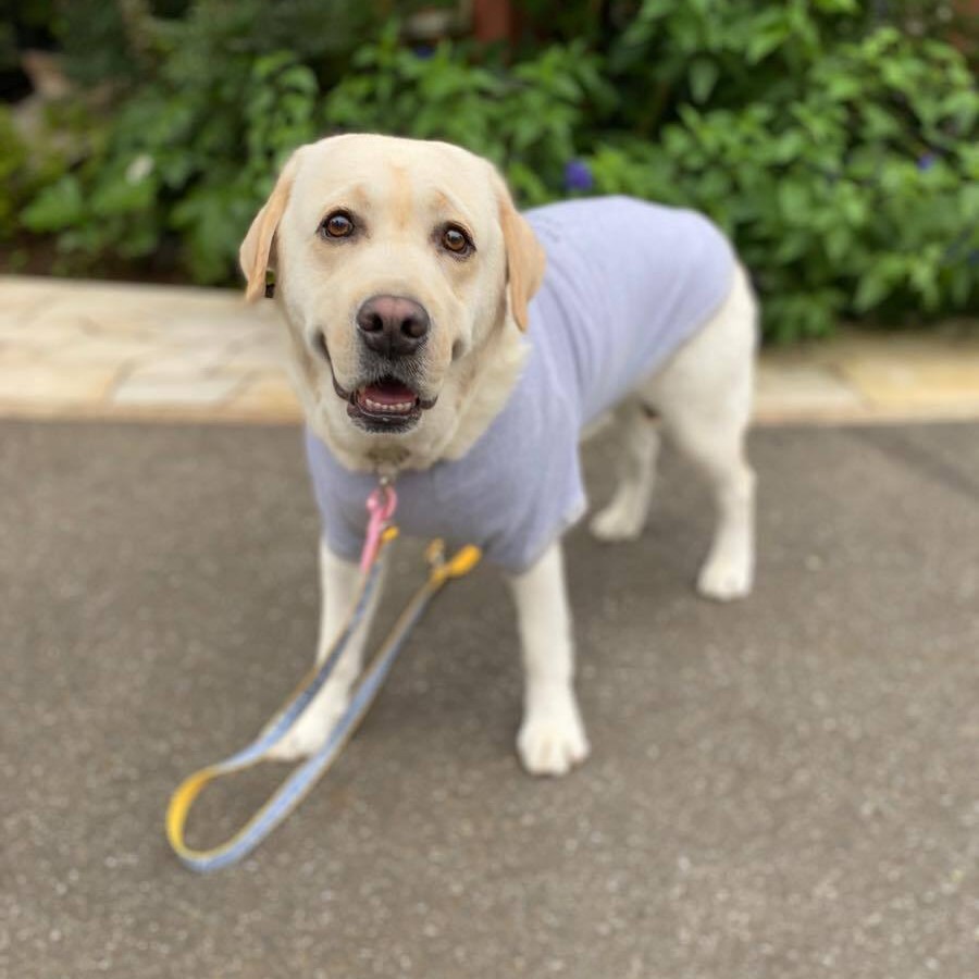 ラブラドールレトリバー 大型犬サイズのわんこ用tシャツ グレー ブラック Felicite