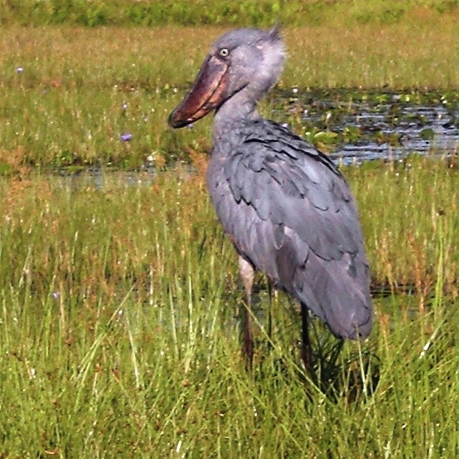 繁殖期以外は広大な湿地にただ一羽で狩りをしています。