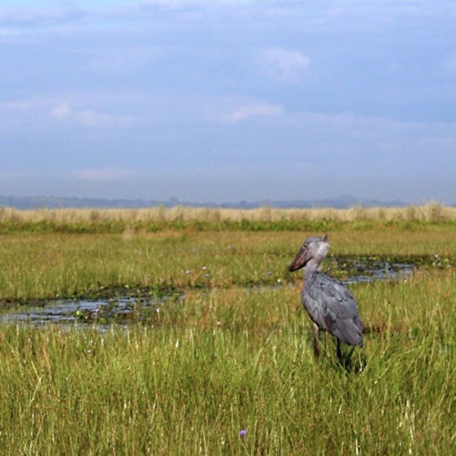 パピルスの茂る湿地帯をモーター付きのカヌーで漕ぎ入るとハシビロコウに出会えます。