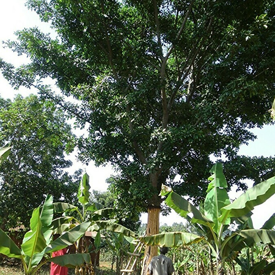 ムトゥバの木。皮を剥がれても元気に葉が茂っています。