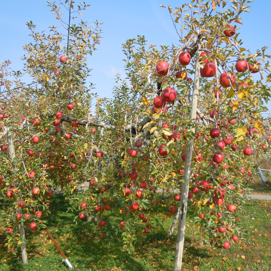 減農薬で育て、除草剤も使っていません。人と自然にも、できるだけやさしいりんご作りを心がけています。