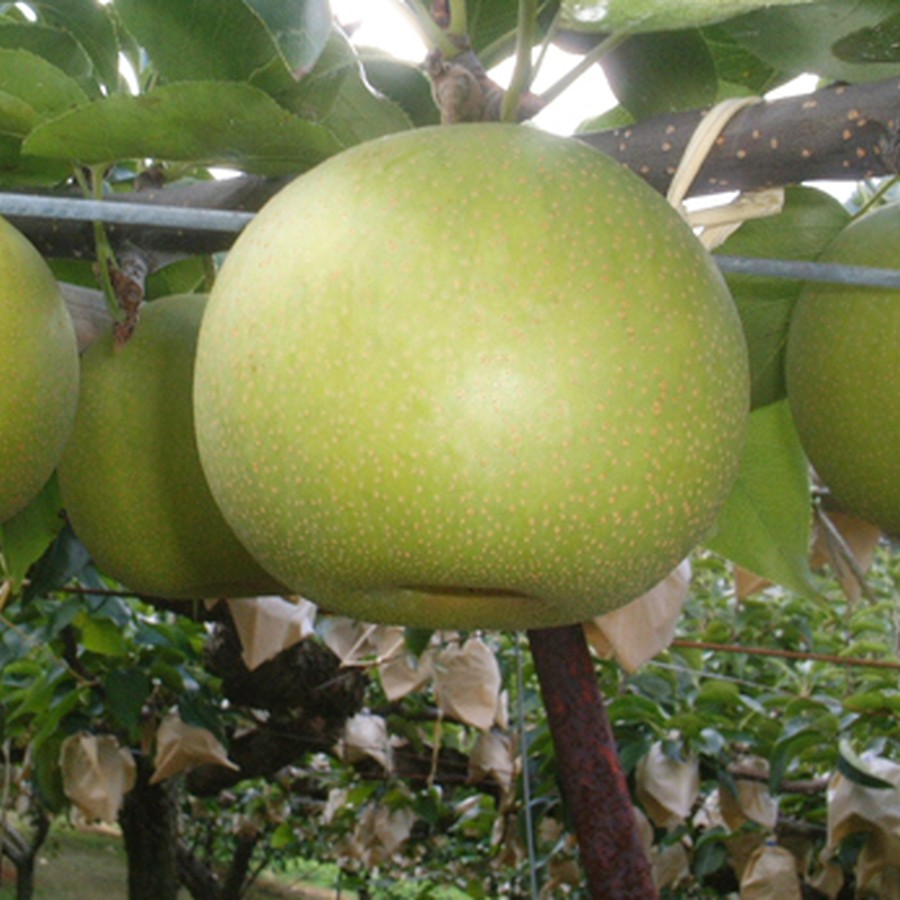 福賀梨生産組合が梨を作っています。