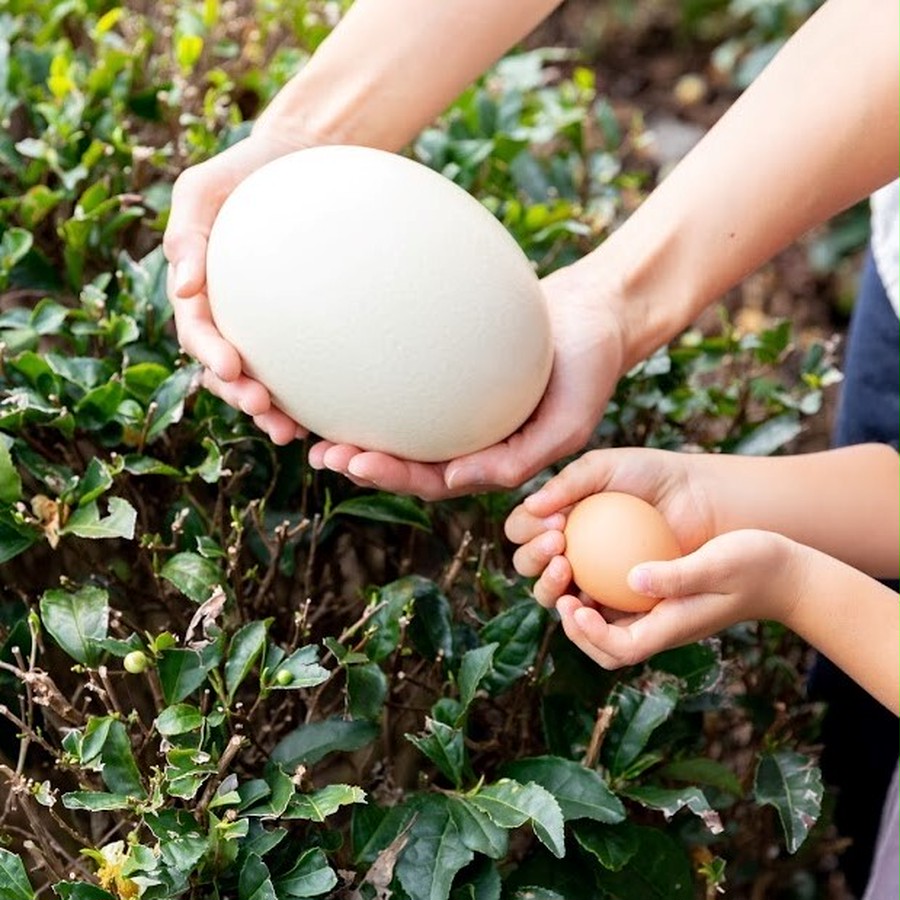 ダチョウの卵はニワトリの卵の約25個分の大きさです
