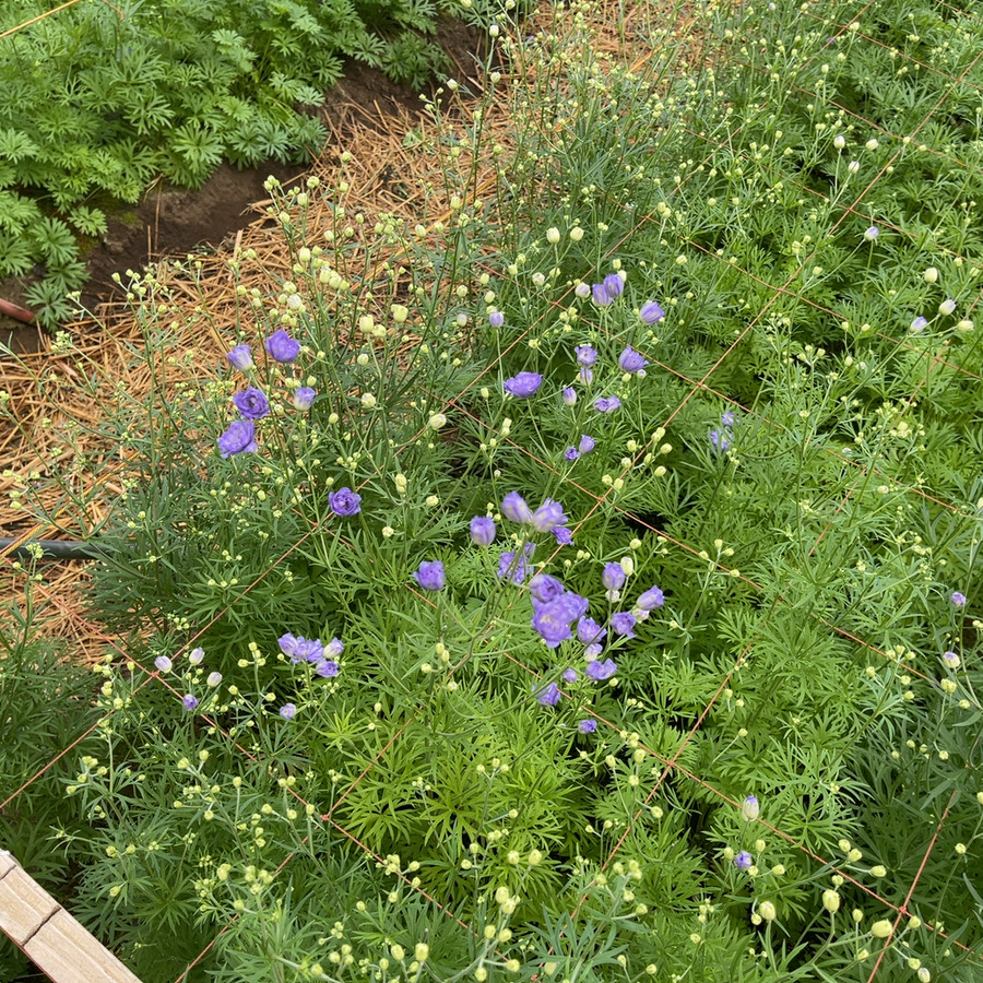 デルフィニウム 花言葉 あなたを幸せにします