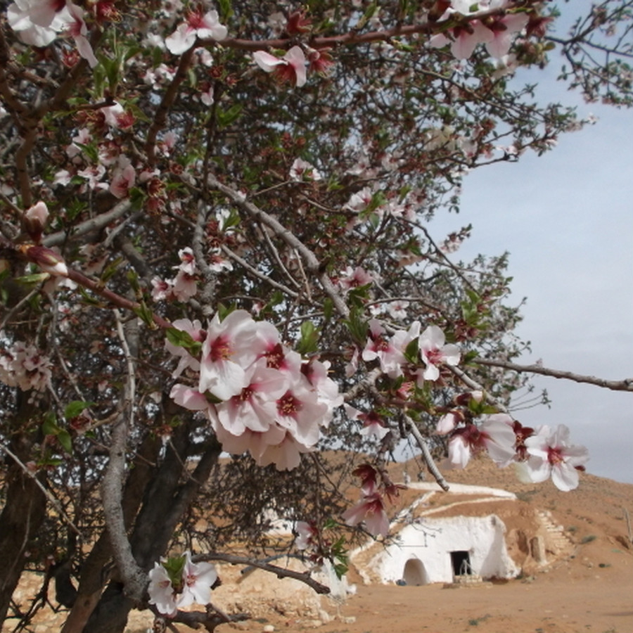桜によく似たアーモンドの花が咲くチュニジアの春