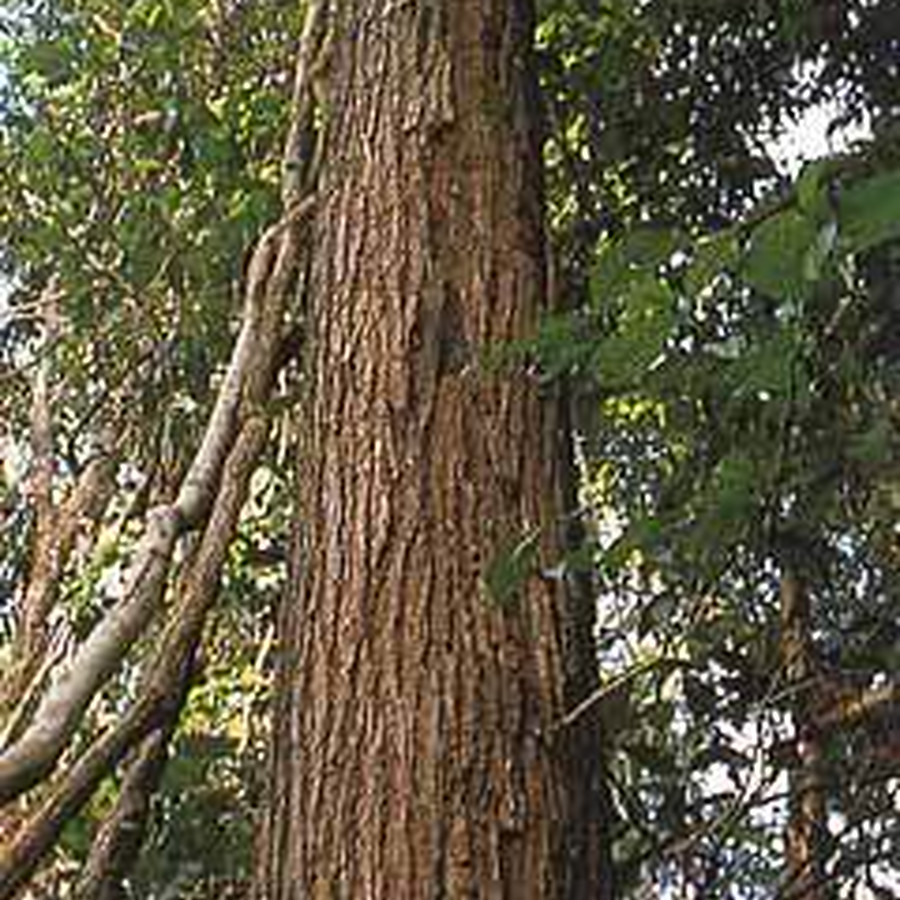 自然でしか生息しないブラジルの薬木として知られる