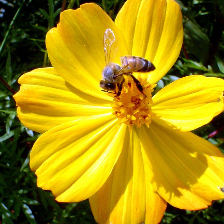 太陽の日差しをいっぱい浴びた花の花粉を集めて自分たちの栄養としています。