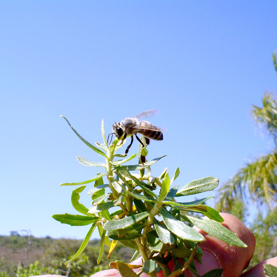 ミツバチは巣箱を雑菌・病原菌から守るために植物の抗菌力の強い部分を探して採ってきます。